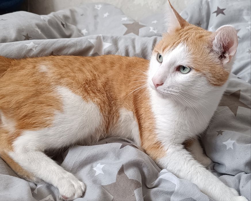 Отдам котов в добрые руки