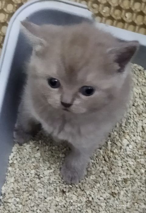 Продаются чистокровные котята