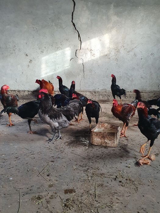 Gaini combatant malaezian