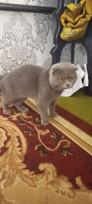 Scottish Fold  shoklandiya qiyshiq quloq mushugi