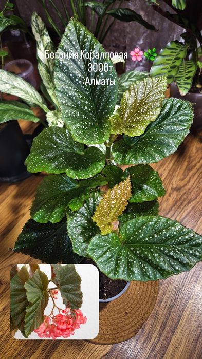 Комнатные растения