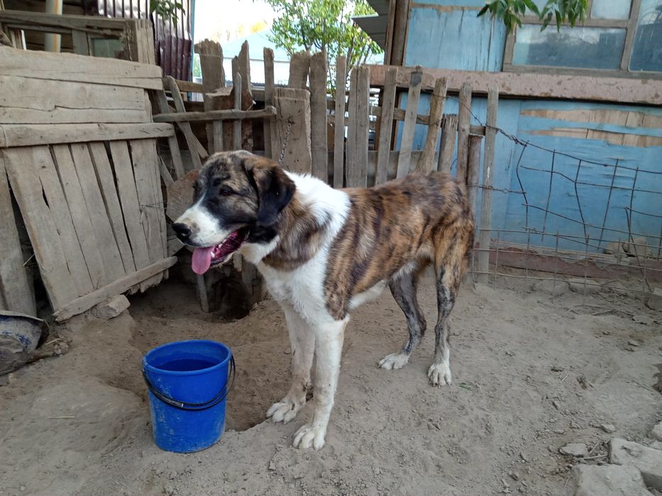 собака собака собака