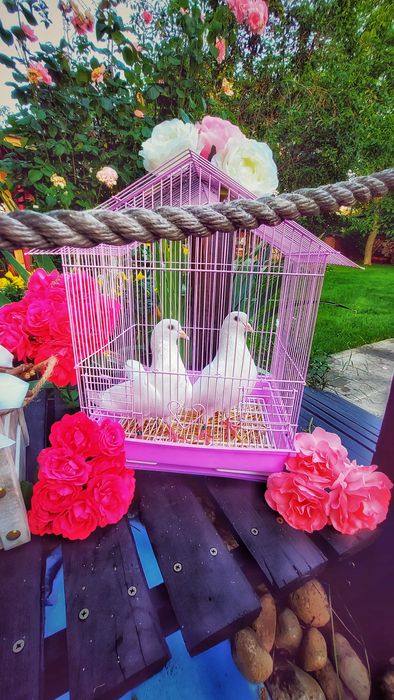 Гълъби за сватба и тържества 40лв