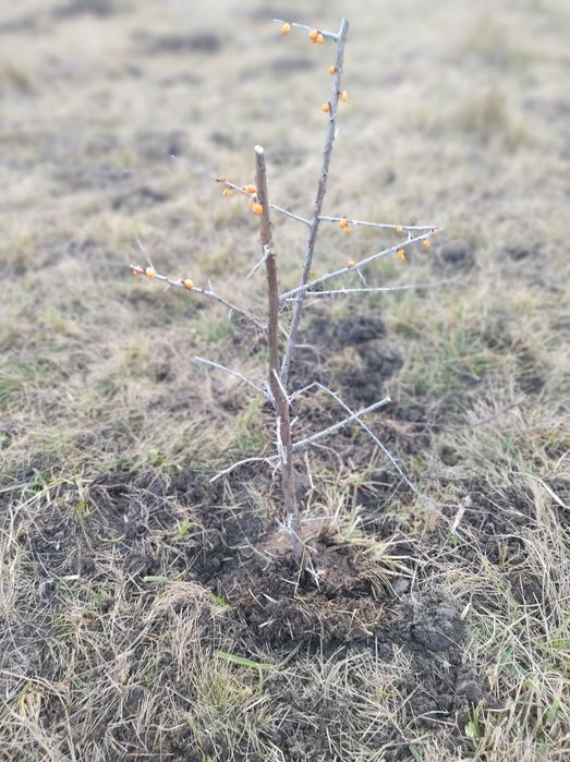 Vînd puiet catina pnetu mai multe detalii la telefon mulțumesc