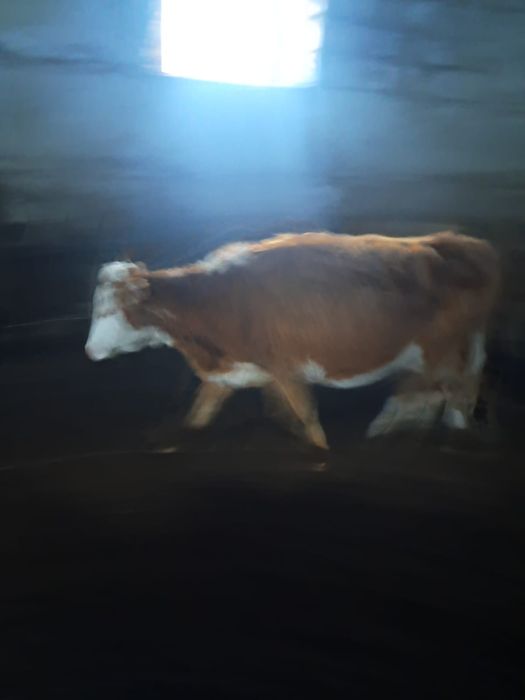 Стелная молодая корова