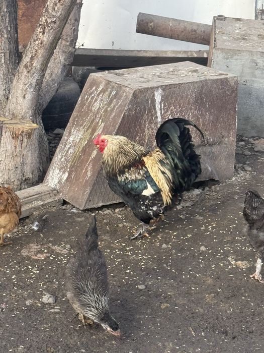 Продам петухов …