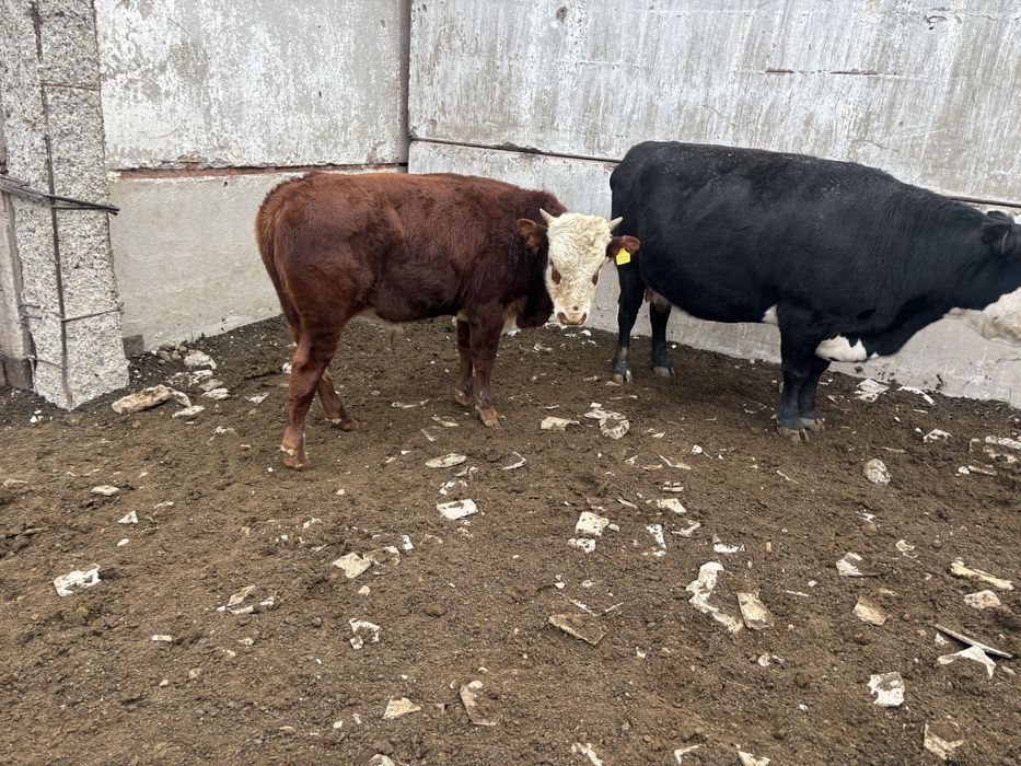 Продам быков 6 голов