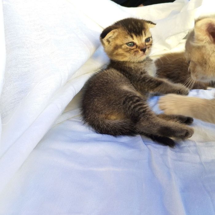 Сотилади срочна арзон нархларда‼️