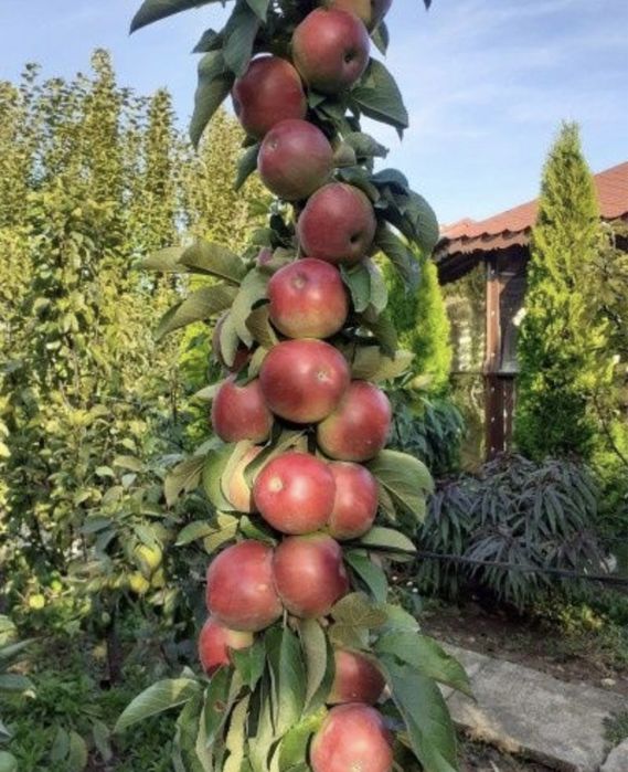 Pomi columnari anul 2/3/4 pe rod