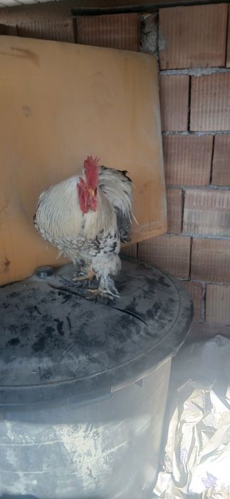 Vand cocosi rasa brahma rasa austrolop