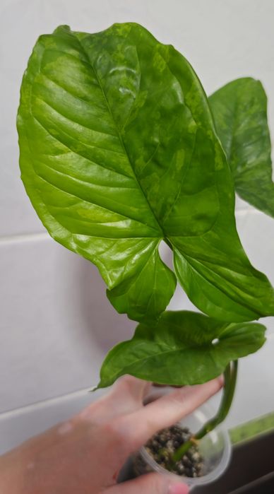 Сингониумы Syngonium