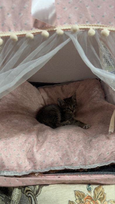 Отдам котенка бесплатно