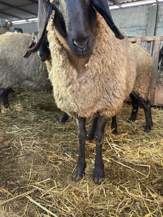 Vand 2 miele gestante