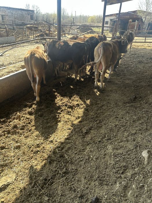 Продам бычков алатауской породы