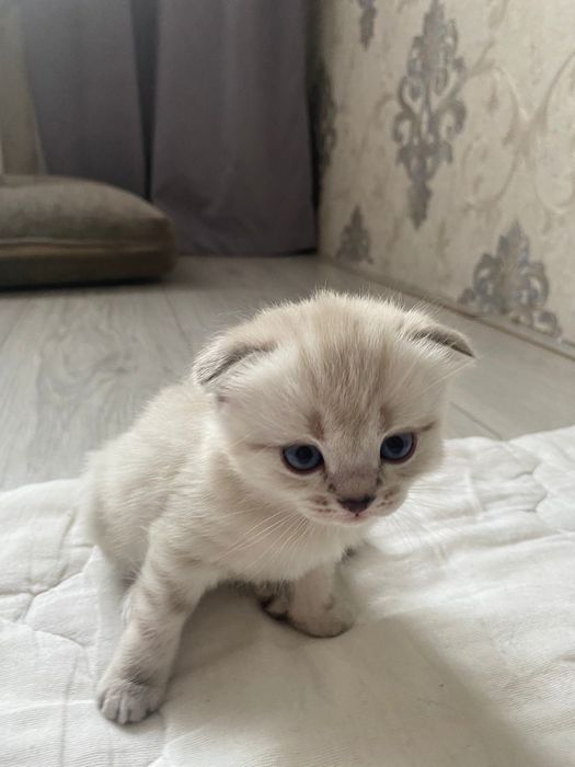 Шотландские веслоухие котята