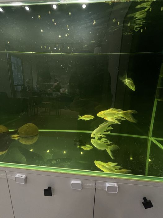 Карп кои бабочка