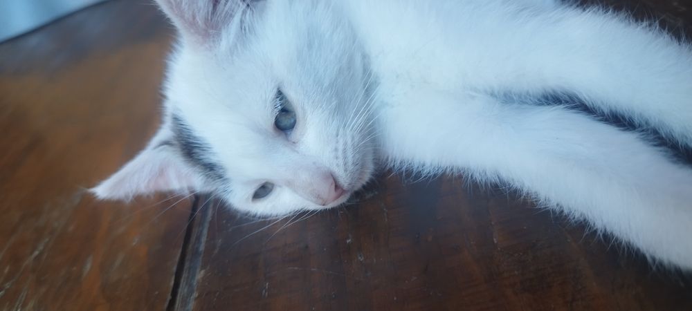 Donez pisici nesterilizate.