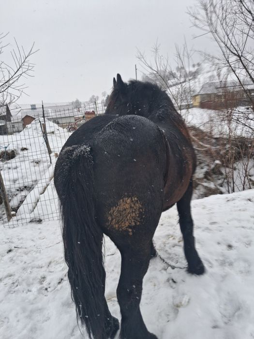 Mânz de vanzare iese de 2 ani la primăvară