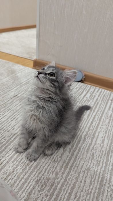 Котенок в добрые руки