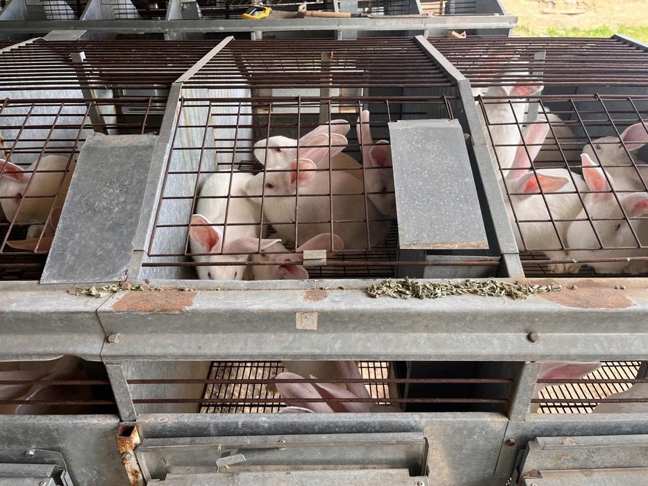 Зайци за отглеждане и месо