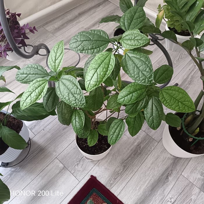 Продам женское счастье