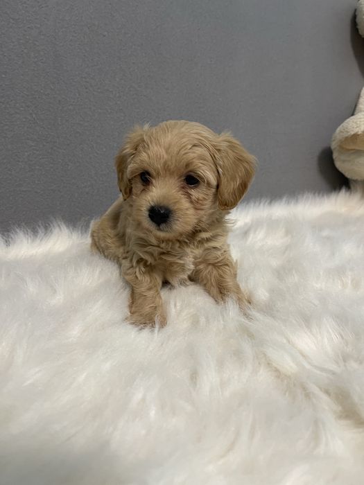 Maltipoo/Maltipo toy
