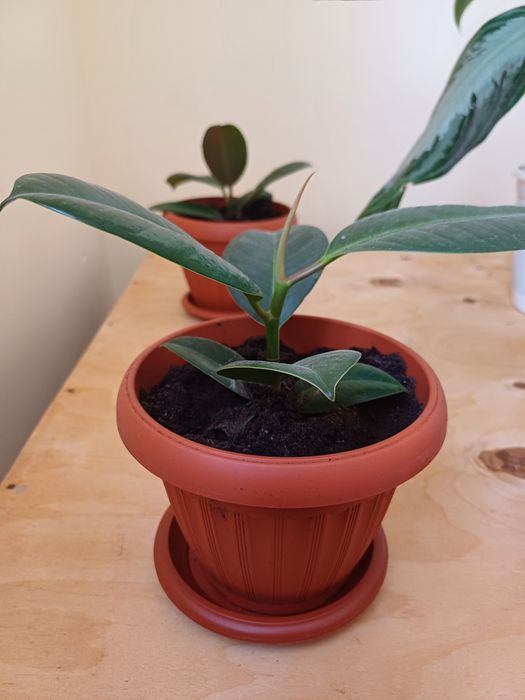 Уйге осетин гулдер,