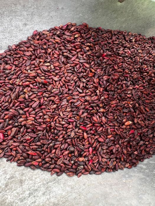 Qizil va Sariq barbaris ko'chatlari va urug'ilari sotiladi