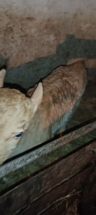 Продам тёлочку хорошую