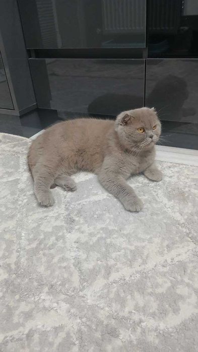 Элитные котята от чистокровных родителей!!!