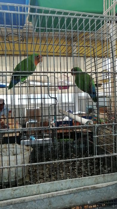 Vand papagali perusi