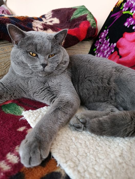 Вязка Британский кот