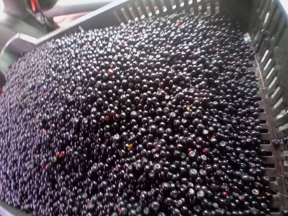 Vând afine de pădure