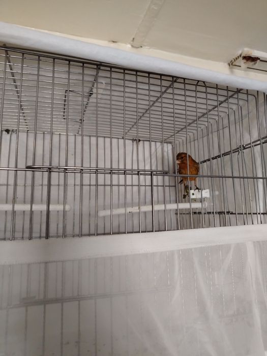 Канарейка нар ва мода