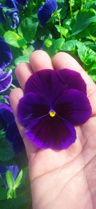 Kapalak viola sotiladi