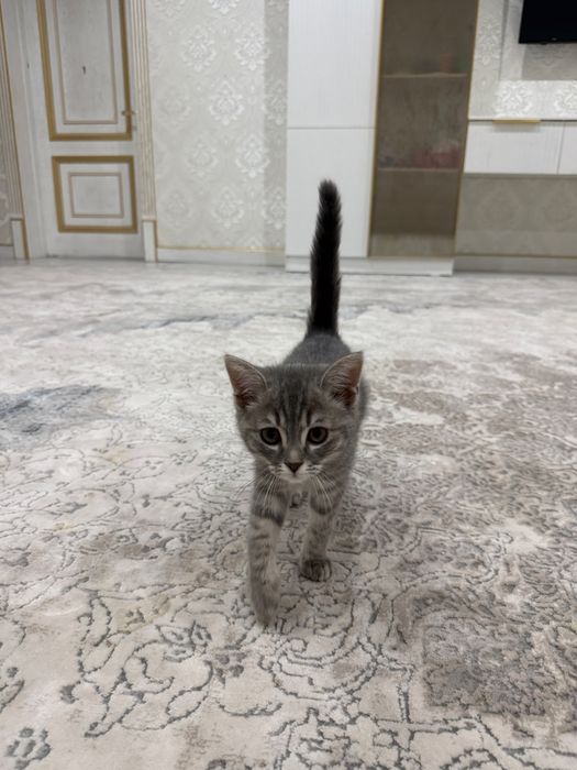 Мушик сотилади, британский шиншила