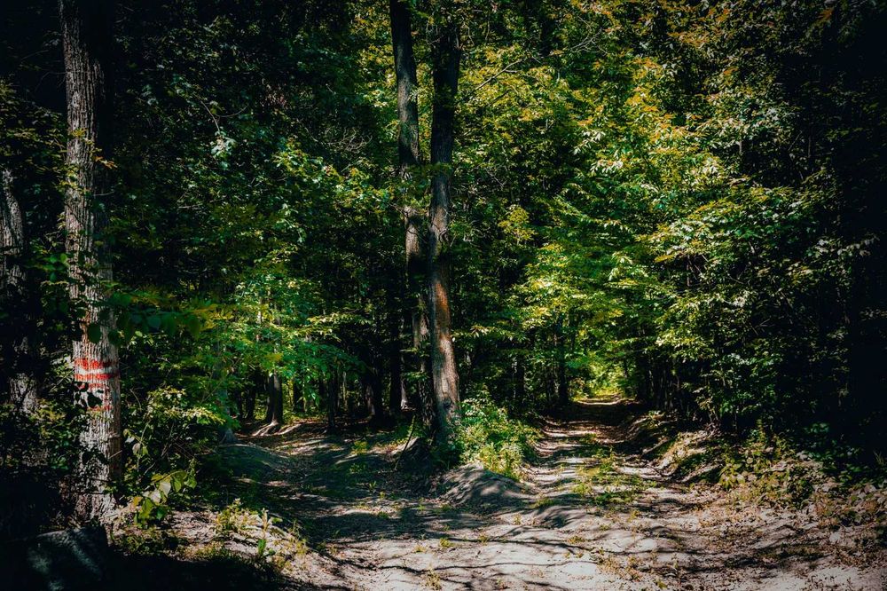 eForest - Loturi de casă lângă pădure - refugiu verde, cu acces rapid