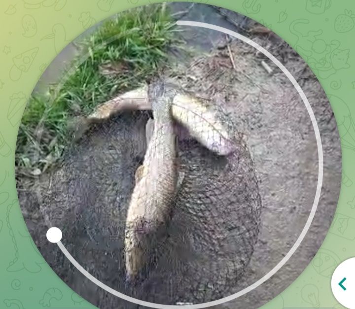 Ховли люкс жой сотилади, кибрайдан ховли люкс жой