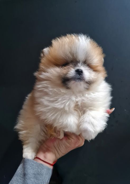 Померан мини мъжко и женско