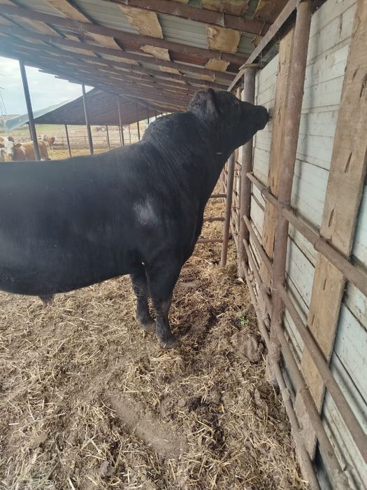 Taur angus de vânzare