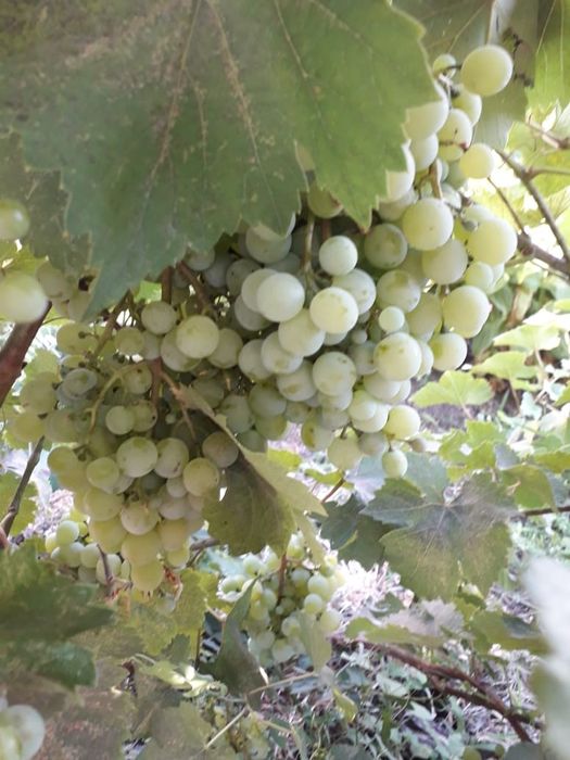 Продаю дом в Масаке