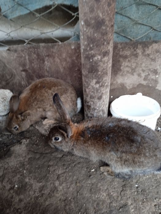 Продаются крольчата  3,5 месяца по 60000 тысяч сумов