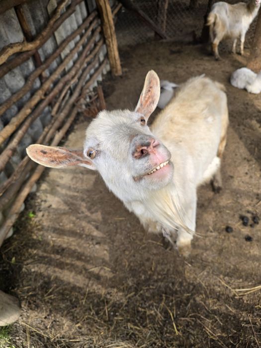 Capre cu Iezi-Microferma -se vand împreună