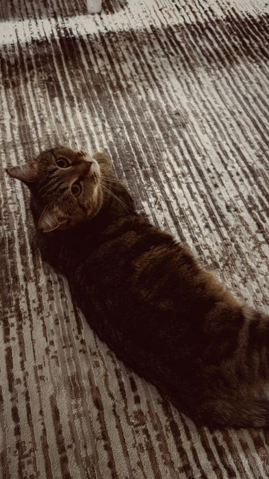 Кошка стерилизованая домашняя