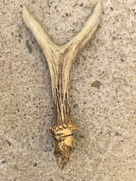 продавам 2 еленови рога