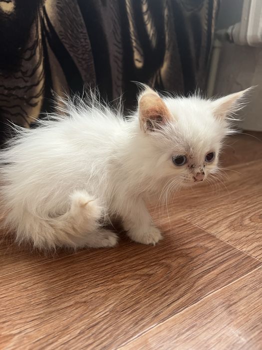 Отдам кошку с котятами в добрые руки