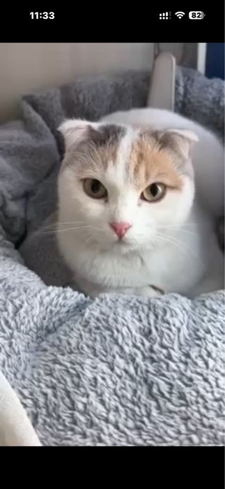 Гостиница для животных  на долгий срок