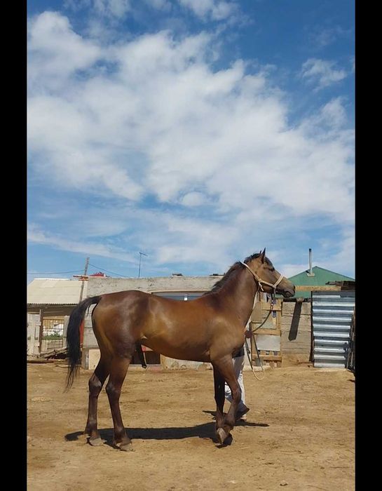 Продаю лошадь кокпарский