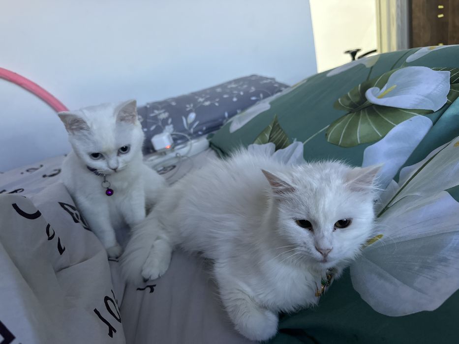 Turetski angora  1 yosh