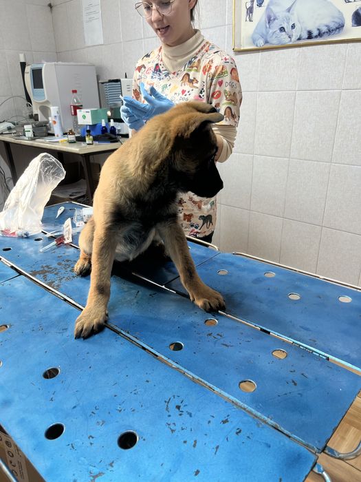 Белгиская овчарка